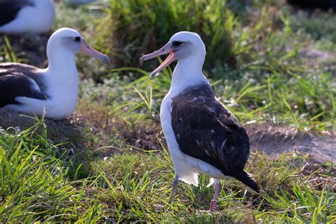 Oiseaux De Tous Les Records Une Histoire De Plumes