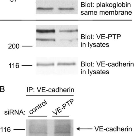 Antibodies Against Ve Ptp Trigger Vessel Enlargement In Allantois