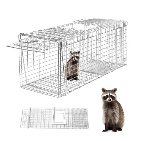 how to trap a raccoon 5