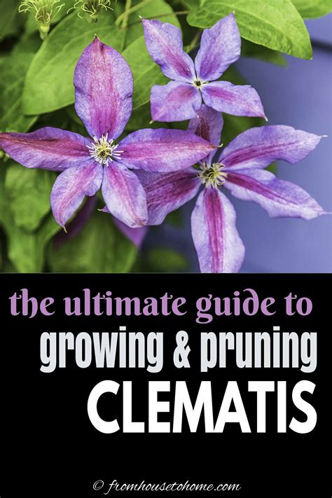 Clematis Vine Care Planting Growing And Pruning Tips Gardening