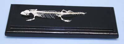 51007 Lizard Skeleton Real Educational