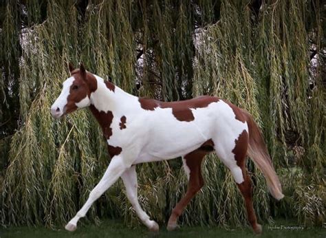 Sceni Rio Krymsun AQHA APHA ROM Stalion One Hot Kymu