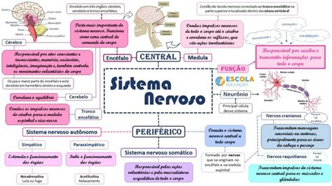 Sistema Nervoso [resumos E Mapas Mentais] Infinittus