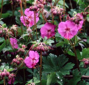 Geranium Sanguineum New Hampshire Purple Geranium Sanguineum