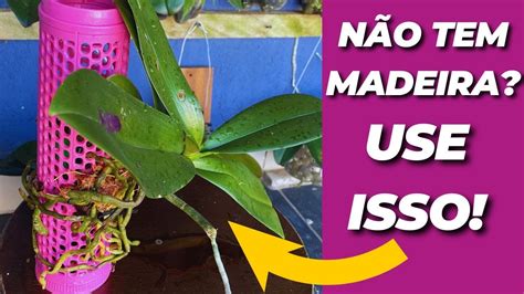 isso se cultiva qualquer orquídea Replante de Orquídea