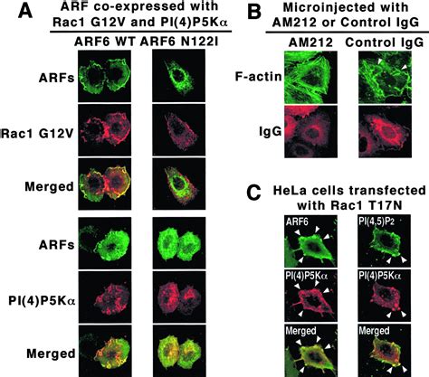 Phosphatidylinositol Phosphate Kinase Is A Downstream Effector Of