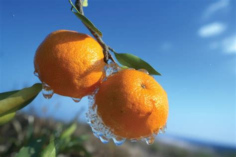 Un Mont N De Naranjas Cuelgan De Un Rbol Con Gotas De Agua Sobre Ellas