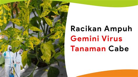 Racikan Anti Virus Kuning Tanaman Cabe Yang Sudah Terserang Gemini Virus Youtube