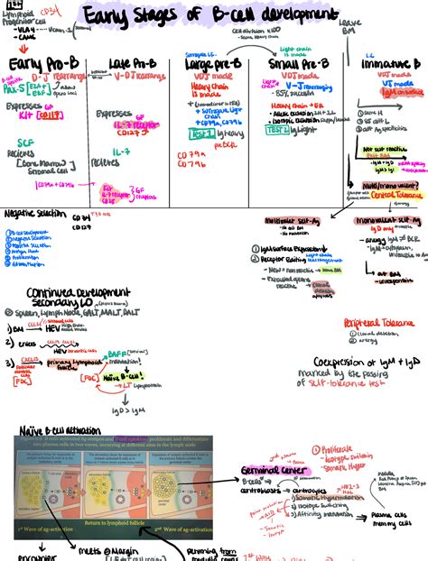 Journey Of B Cell N A St Monoid Early Rogenitorcell Stages Of