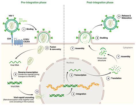 IJMS Free Full Text HIV Infection Shaping The Complex Dynamic