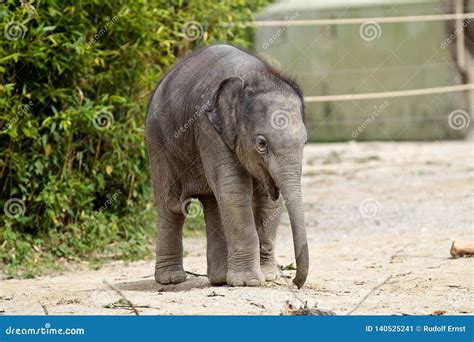 Der Asiatische Elefant Elephas Maximus Nannte Auch Asiaticelefanten