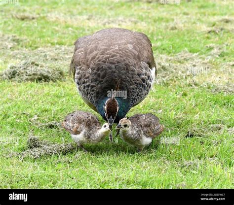 Peacock with chicks Stock Photo - Alamy