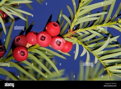 Berries The Fruit Of Yew Tree Taxus Baccata Yew Berries Are Edible Delicious But Have A