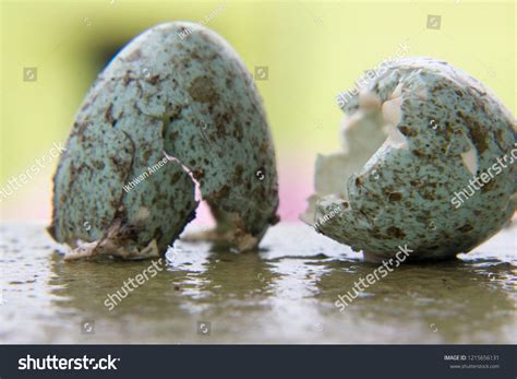 Predated Crow Egg Stock Photo 1215656131 | Shutterstock