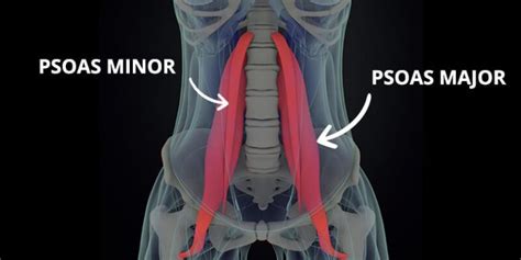 The Most Effective Psoas Release Technique For Pain Relief Coach