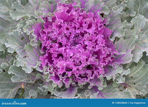 Brassica Oleracea Var Acephala Autumn Ornamental Plant Look Like