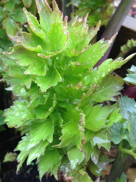 Lovage (Levisticum officinale) - Quercus Edibles