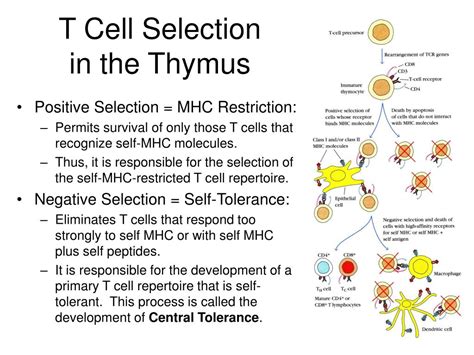 Ppt T Cell Maturation Activation And Differentiation Powerpoint