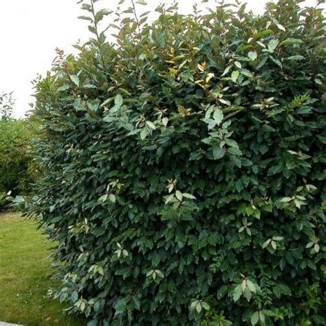 Elaeagnus Ebbingei Vente Elaeagnus Ebbingei Elaeagnus Ebbingei