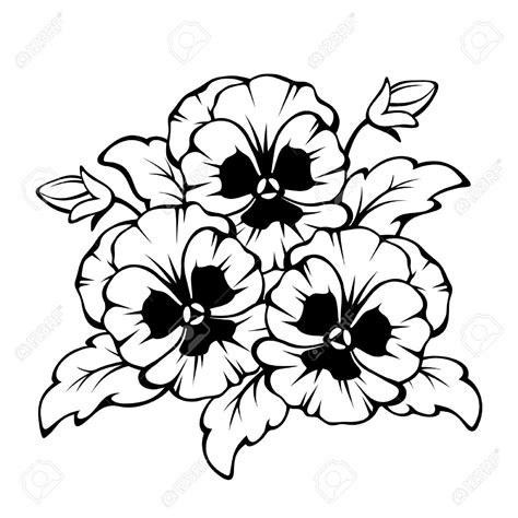 Vector Black Contour Of Pansy Flowers Isolated On A White Background Royalty Free Cliparts