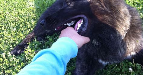 Hablando De Perros Inhibici N De La Mordida En Cachorros