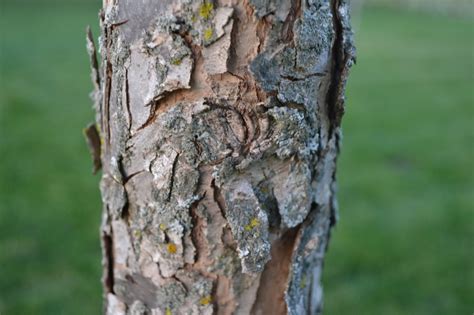 Swamp White Oak Bark - Next Generation Landscape Nursery