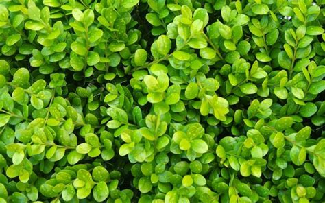 Buxus Green Gem Compact Boxwood The Plant Store