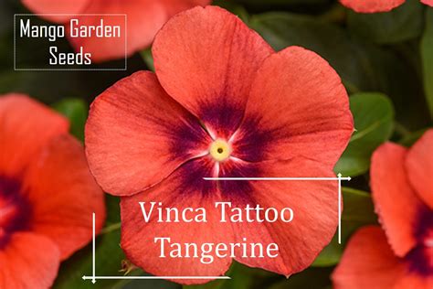 Tattoo Tangerine Vinca Flower Seeds 5 Seed Pot Friendly Tanam Pasu