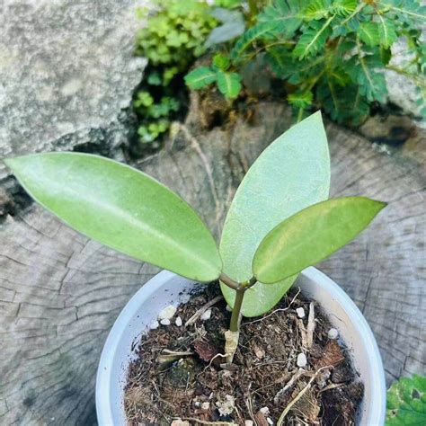 Rare Hoya Silver Dollar For Sale Happyforeststore