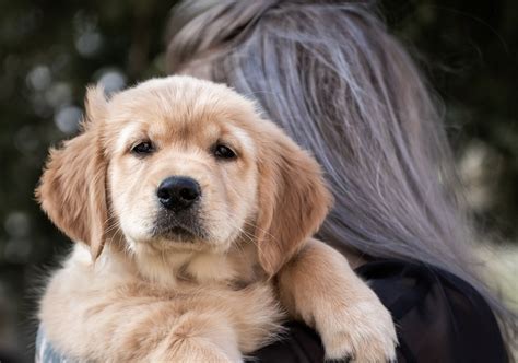 Golden Retriever Mix Puppy