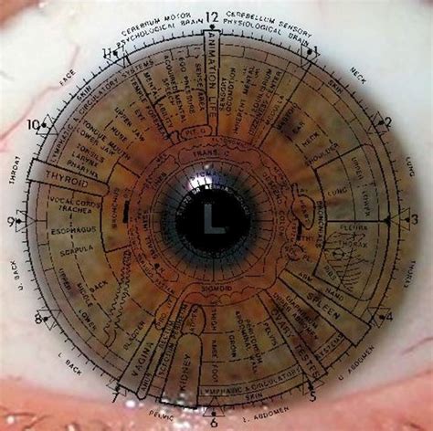 10 Best Charts For Iridology Chart Iriscope Iridology Camera