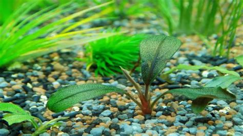 How To Care For Your Aquarium Plants A Comprehensive Guide For Beginners