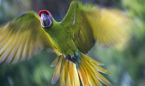 Great Green Macaw Flying