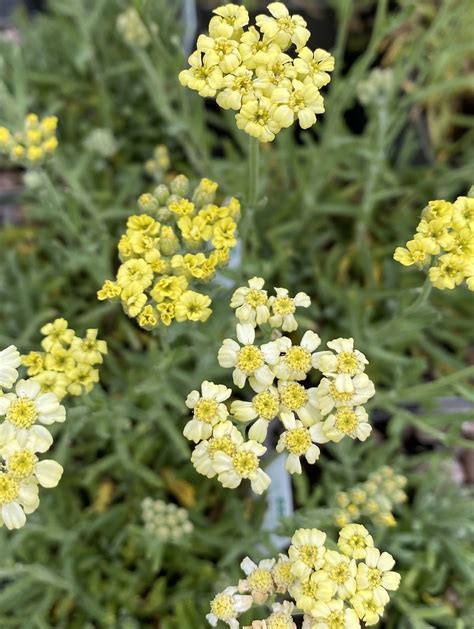 Achillea X Lewisii King Edward 9cm Beth Chattos Plants