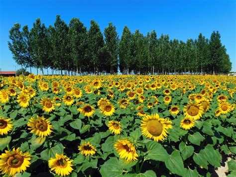 Premium Photo | Sunflower fields in july month in navianos of valverde in spain