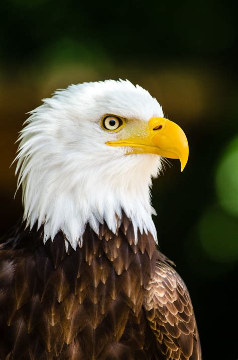 Max The Bald Eagle Mathias Appel Flickr