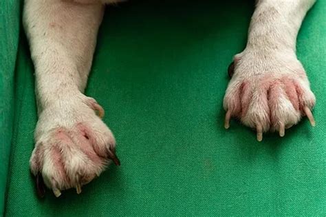 11 Dog Paw Infections - Causes, Symptoms, and Treatments