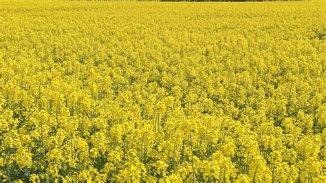 Rapeseed improvements for livestock identified - Agriland.ie