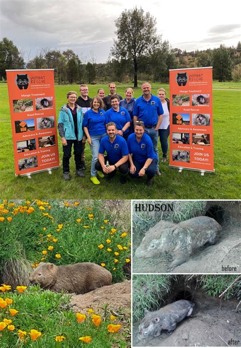 Wombat Rescue - October Community Champions - Andrew Leigh MP