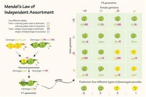 Mendel S Law Of Independent Assortment 7165603 Vector Art At Vecteezy