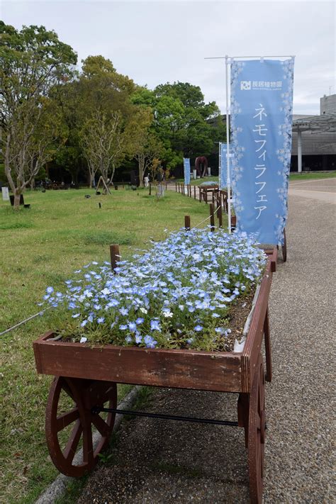 ミコトの混沌写真館 ネモフィラフェア 2024 大阪市立長居植物園