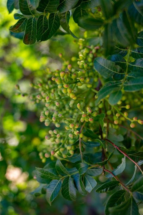 Sweet Delicate Fragrant Nuts Bronte Pistachios With Brilliant Green