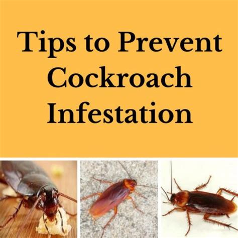 Tips to Prevent Cockroach Infestation by Planet Orange