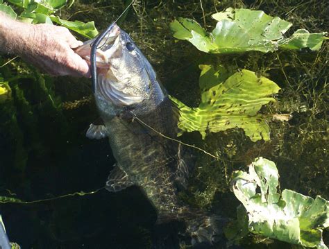 Small Lake Bass Fishing - Fin and Field Blog