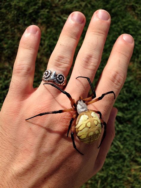 Yellow Garden Spiders Poisonous