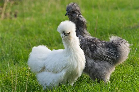 Silkie Chicken: Why These Fluffy Chickens are a Joy to Raise