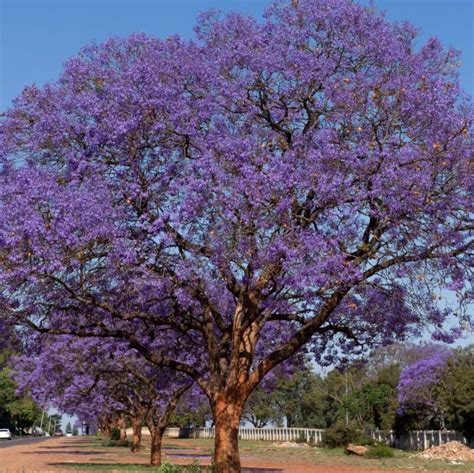 Conoce Las Características Y Cuidados De La Planta Jacaranda Plantasmanía 🌱 🌱