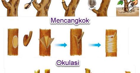 Perkembangbiakan Tumbuhan Vegetatif Buatan Biologizone