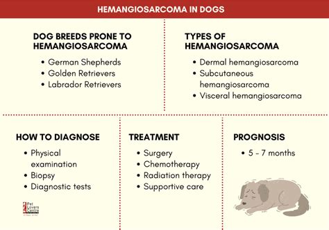 Hemangiosarcoma in Dogs: Types & Treatment [+Vet Insights]