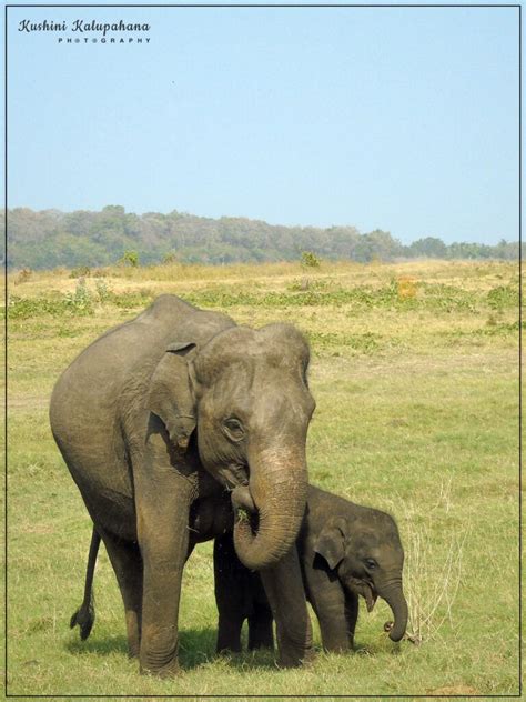 Asian elephant - Explore Wilds